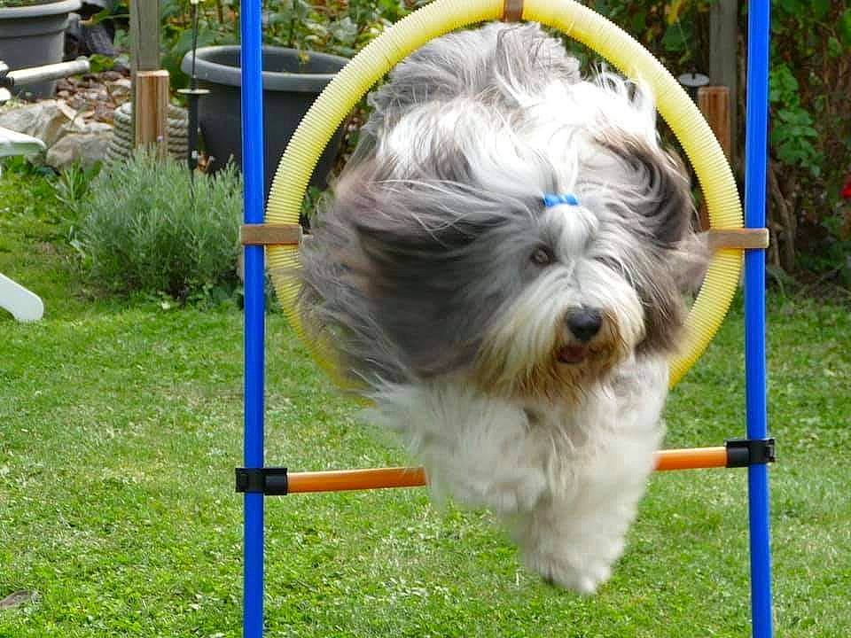 Lancelot participe au concours pour gagner de l'argent avec cette photo : ancient_dog_breeds, canidae, carnivore, companion_dog, dog, dog_breed, fur, grass, non_sporting_group, plant, recreation, romanian_mioritic_shepherd_dog, sapsali, small_terrier, snout, south_russian_ovcharka, sporting_group, terrier, toy_dog, working_animal