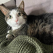 Bradley joined the competition — help win amazing prizes! animal, cat, close_up, comfortable, couch, cozy, curious, ears, feline, fur, green_blanket, green_eyes, indoor, knit_blanket, looking, pet, resting, tabby, whiskers, white_markings