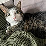 animal, cat, close_up, comfortable, couch, cozy, curious, ears, feline, fur, green_blanket, green_eyes, indoor, knit_blanket, looking, pet, resting, tabby, whiskers, white_markings