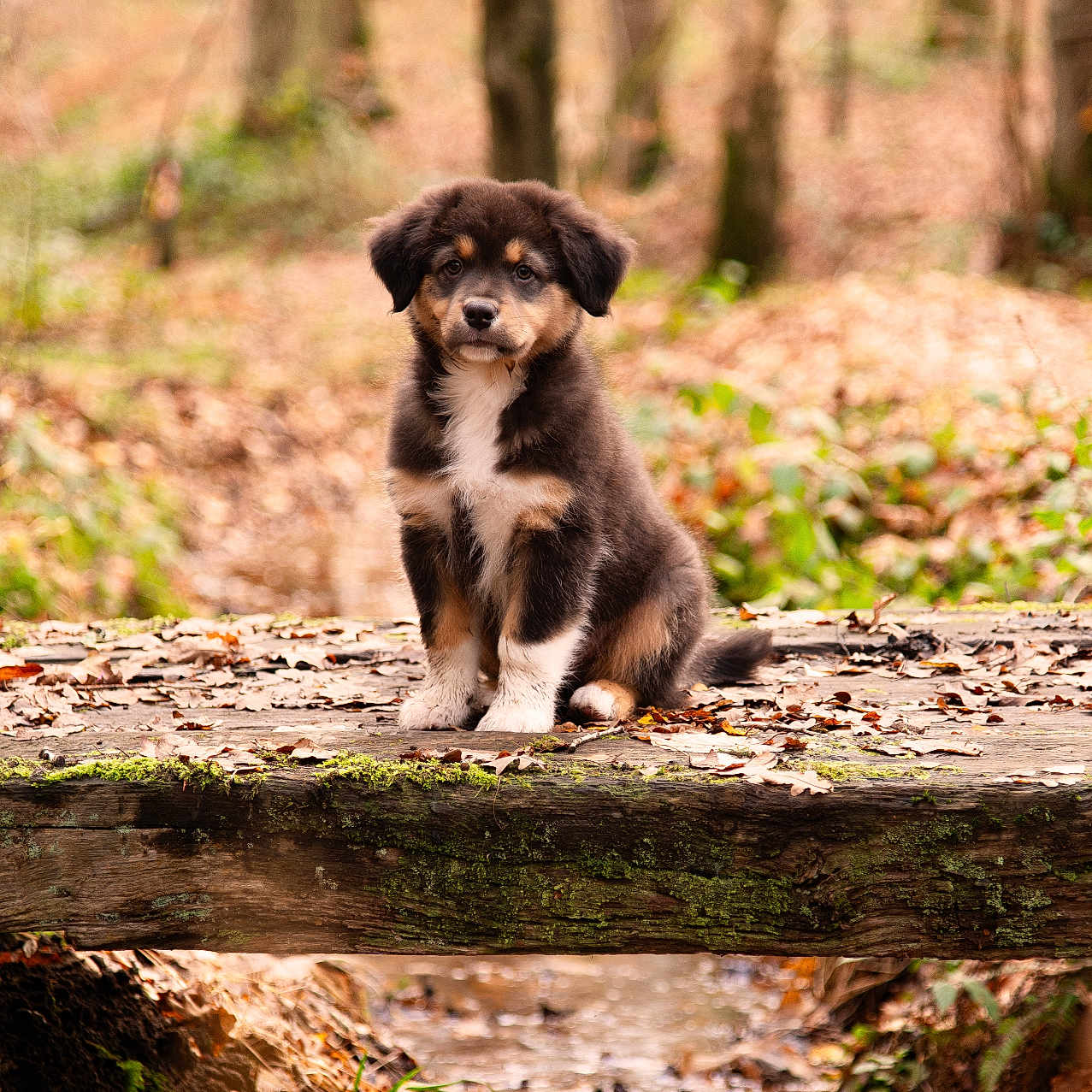 Ryuk participe au concours pour gagner de l'argent avec cette photo : animal, black, bridge, brown, cute, dog, fall, forest, fur, leaves, moss, nature, outdoor, peaceful, puppy, stream, water, white, wood, young