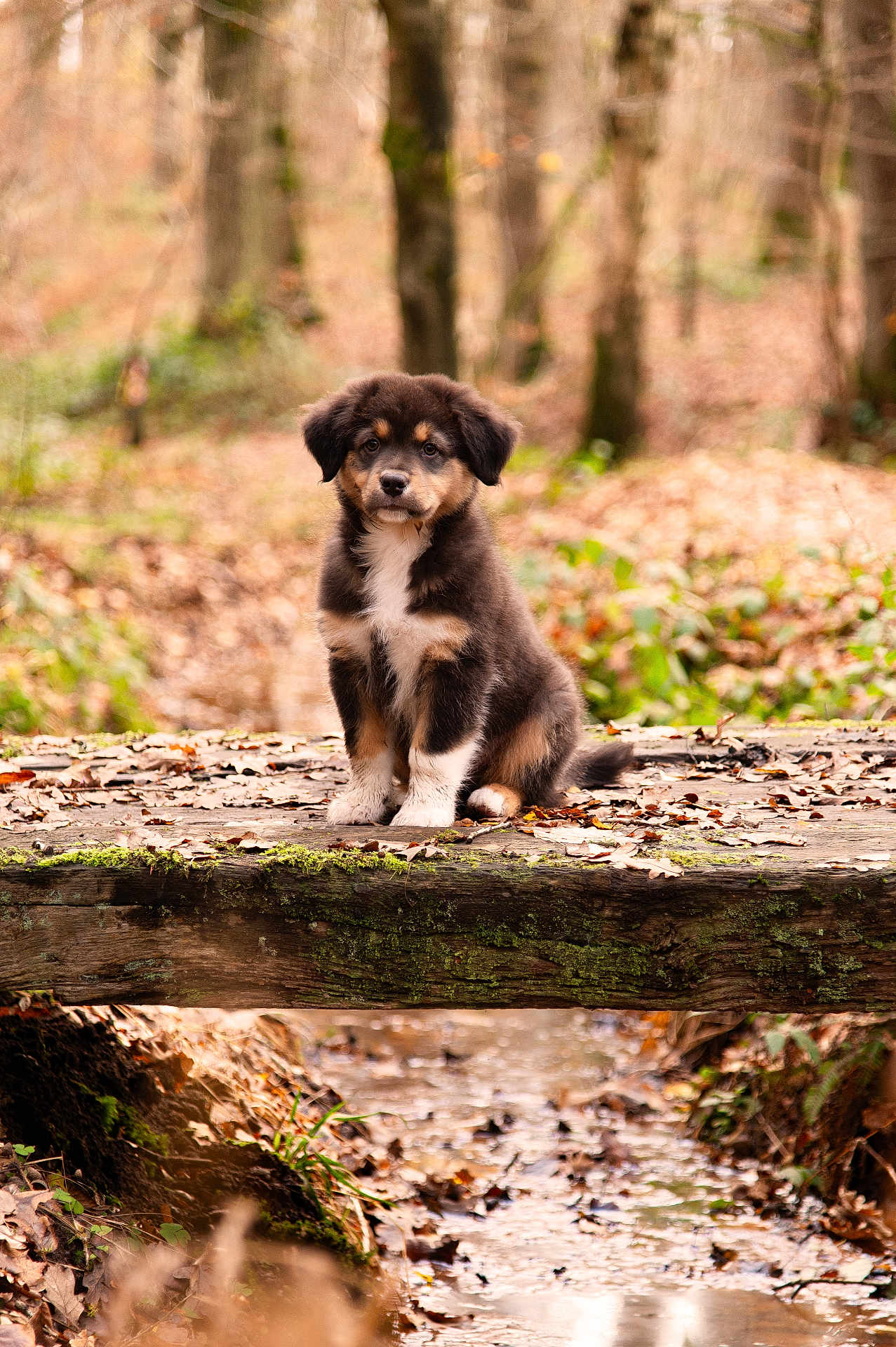 Ryuk participe au concours pour gagner de l'argent avec cette photo : puppy, dog, bridge, forest, nature, leaves, wood, outdoor, animal, cute, fur, brown, black, white, water, stream, moss, fall, peaceful, young
