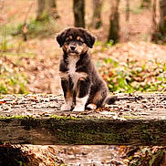 Ryuk participe au concours pour gagner de l'argent avec cette photo : puppy, dog, bridge, forest, nature, leaves, wood, outdoor, animal, cute, fur, brown, black, white, water, stream, moss, fall, peaceful, young