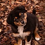 Ryuk participe au concours pour gagner de l'argent avec cette photo : puppy, dog, animal, pet, cute, fluffy, autumn, leaves, outdoor, nature, young, fur, brown, black, white, portrait, curious, head_tilt, small, adorable