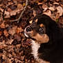 Ryuk a rejoint le concours — aidez-le/la à gagner de superbes lots ! puppy, dog, animal, outdoor, autumn, leaves, brown, black, white, fur, cute, pet, nature, young, looking_up, close_up, adorable, canine, fall, forest_floor