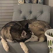 Elsa is registered to the contest to win money with this photo: animal, canine, chair, comfortable, cozy, curled_up, curtains, dog, domestic, furniture, home, husky, indoor, laundry_basket, nap, pet, quiet, relaxing, resting, sleeping