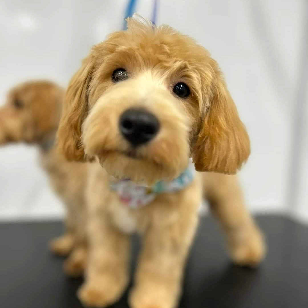 Arlo is registered to the contest to win money with this photo: animal, canine, cockerspaniel, doctor, dog, goldenretriever, person, pet, poodle, puppy, snout, terrier, veterinarian, walkingdog