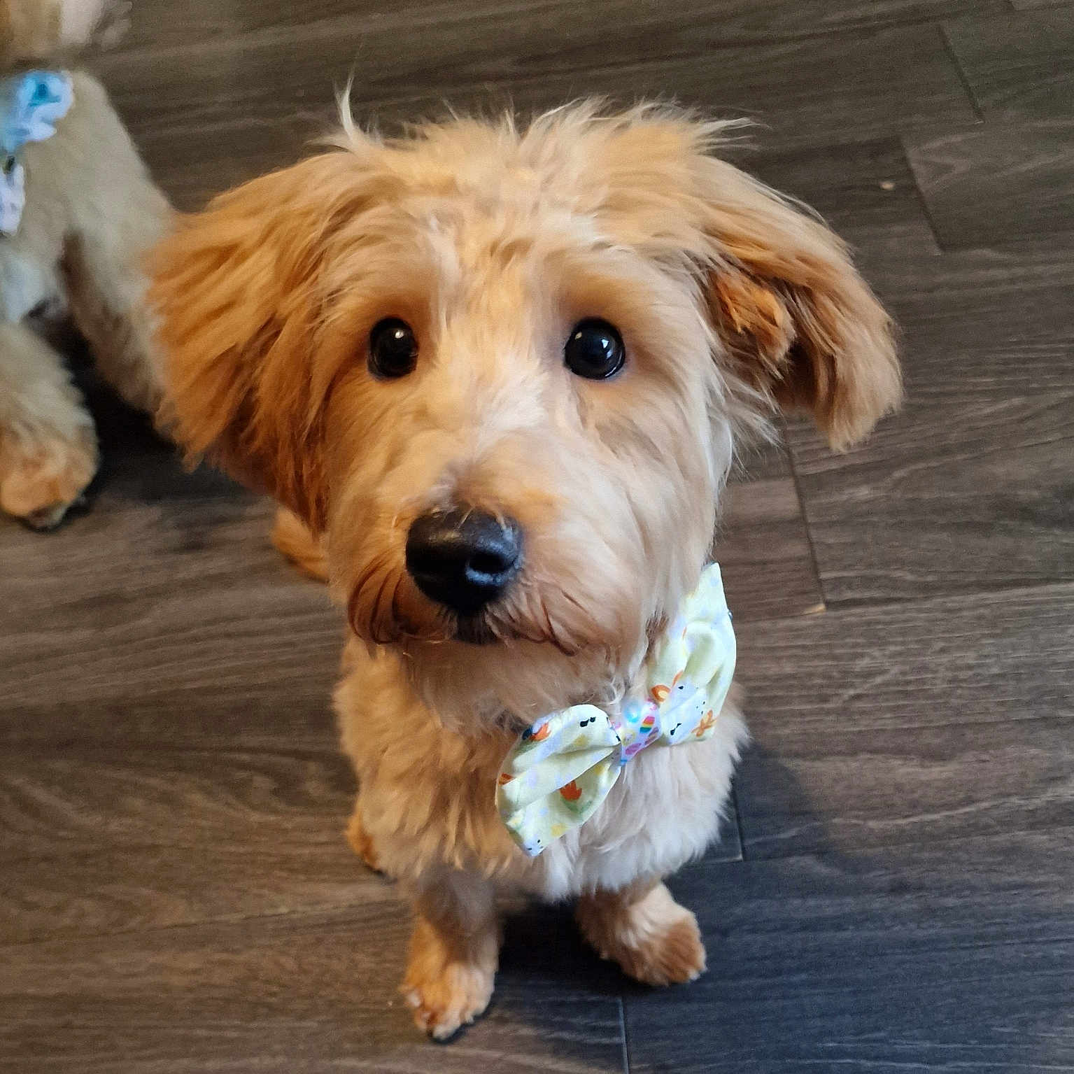 Milo