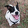 dog, black_and_white, happy, tongue_out, harness, grass, dirt, outdoor, pet, canine, sitting, smile, ears_up, animal, nature, cute, playful, friendly, fur, ground
