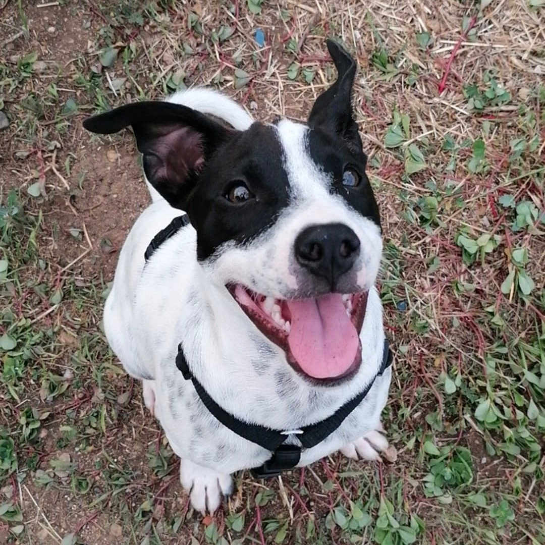 Poupi participe au concours pour gagner de l'argent avec cette photo : animal, black_and_white, canine, cute, dirt, dog, ears_up, friendly, fur, grass, ground, happy, harness, nature, outdoor, pet, playful, sitting, smile, tongue_out