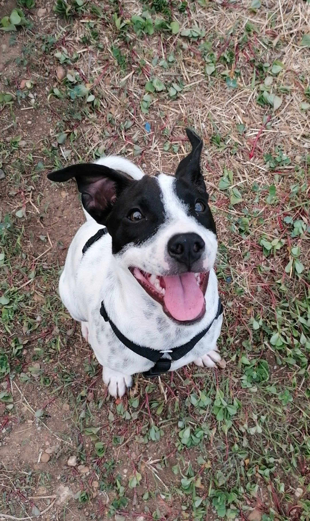 Poupi participe au concours pour gagner de l'argent avec cette photo : dog, black_and_white, happy, tongue_out, harness, grass, dirt, outdoor, pet, canine, sitting, smile, ears_up, animal, nature, cute, playful, friendly, fur, ground