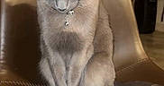 Ralph joined the competition — help win amazing prizes! cat, gray_cat, pet, animal, feline, collar, bells, chair, leather_chair, indoor, sitting, fur, whiskers, tail, paws, domestic_animal, cute, calm, portrait, home