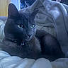 Ralph is registered to the contest to win money with this photo: cat, black_cat, pet, indoor, blanket, bed, fur, animal, green_eyes, relaxed, cozy, domestic, feline, collar, ear, whiskers, resting, comfort, cute, closeup