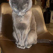 Ralph joined the competition — help win amazing prizes! cat, gray_cat, animal, pet, feline, collar, bell, chair, leather_chair, indoor, looking_down, sitting, fur, whiskers, ears, tail, paws, domestic_cat, household, cute