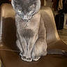 cat, gray_cat, animal, pet, feline, collar, bell, chair, leather_chair, indoor, looking_down, sitting, fur, whiskers, ears, tail, paws, domestic_cat, household, cute