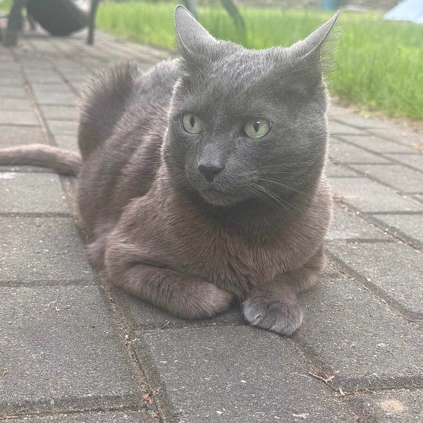 Ralph