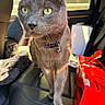 Ralph is registered to the contest to win money with this photo: cat, gray_cat, pet, animal, car_interior, car_seat, sunlight, green_eyes, collar, bell, curious, close_up, feline, indoor, transport, box, coca_cola, red_box, seat, window