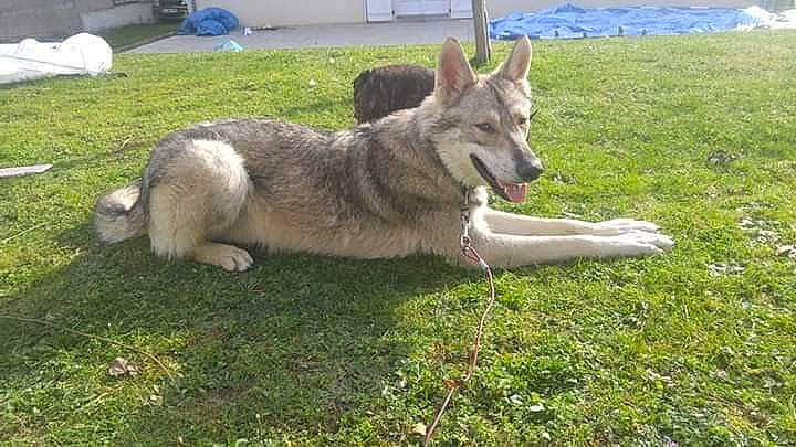 O Bly participe au concours pour gagner de l'argent avec cette photo : canidae, carnivore, czechoslovakian_wolfdog, dog, dog_breed, jamthund, kunming_wolfdog, mammal, native_american_indian_dog, northern_inuit_dog, norwegian_elkhound, saarloos_wolfdog, seppala_siberian_sleddog, siberian_husky, swedish_vallhund, tamaskan_dog, utonagan, vertebrate, west_siberian_laika, wolfdog