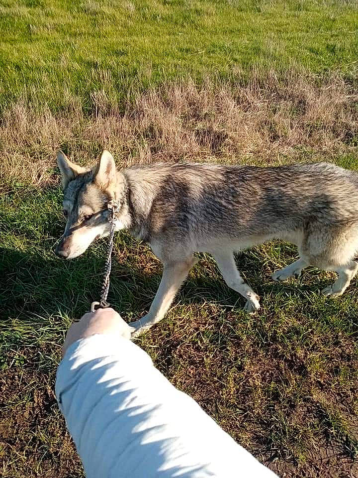 O Bly a rejoint le concours — aidez-le/la à gagner de superbes lots ! canidae, canis, carnivore, czechoslovakian_wolfdog, dog, dog_breed, mammal, native_american_indian_dog, northern_inuit_dog, saarloos_wolfdog, seppala_siberian_sleddog, siberian_husky, swedish_vallhund, tamaskan_dog, vertebrate, wildlife, wolf, wolfdog
