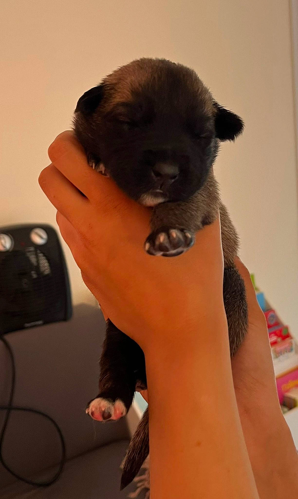 Vaiana participe au concours pour gagner de l'argent avec cette photo : abdomen, carnivore, companion_dog, dog_breed, elbow, fashion_accessory, fawn, felidae, fur, hand, human_leg, koala, siamese, snout, tail, terrestrial_animal, trunk, whiskers, wildlife, wrist