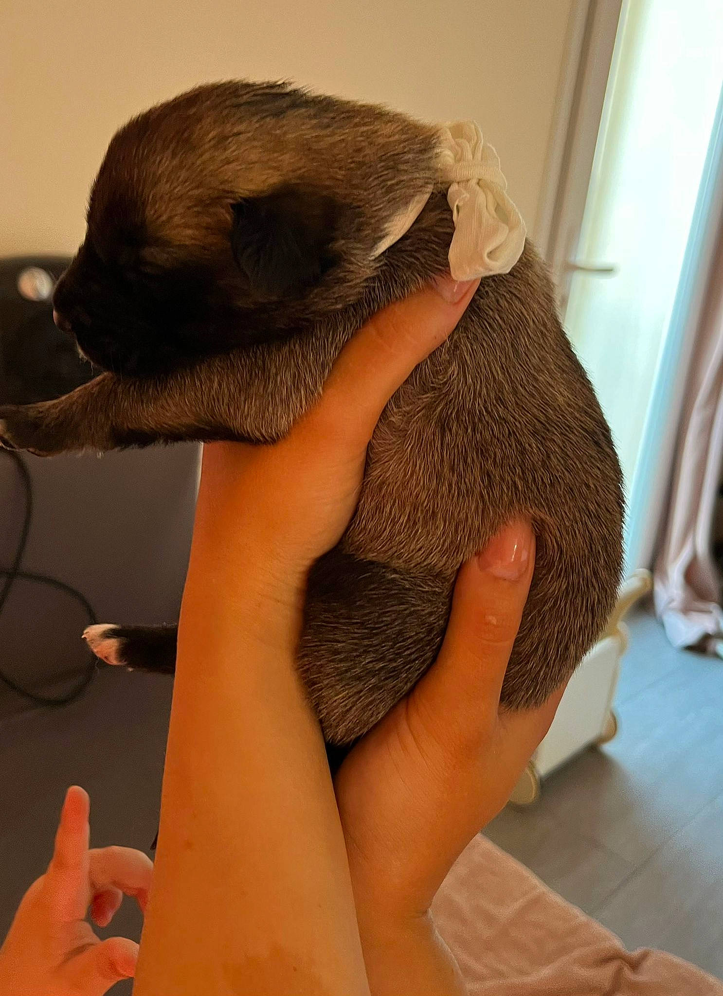 Vaiana a rejoint le concours — aidez-le/la à gagner de superbes lots ! comfort, eyelash, fawn, felidae, flesh, flooring, fur, gesture, human_leg, linens, nail, small_to_medium_sized_cats, snout, terrestrial_animal, thumb, whiskers, wool, woolen, woven_fabric, wrist