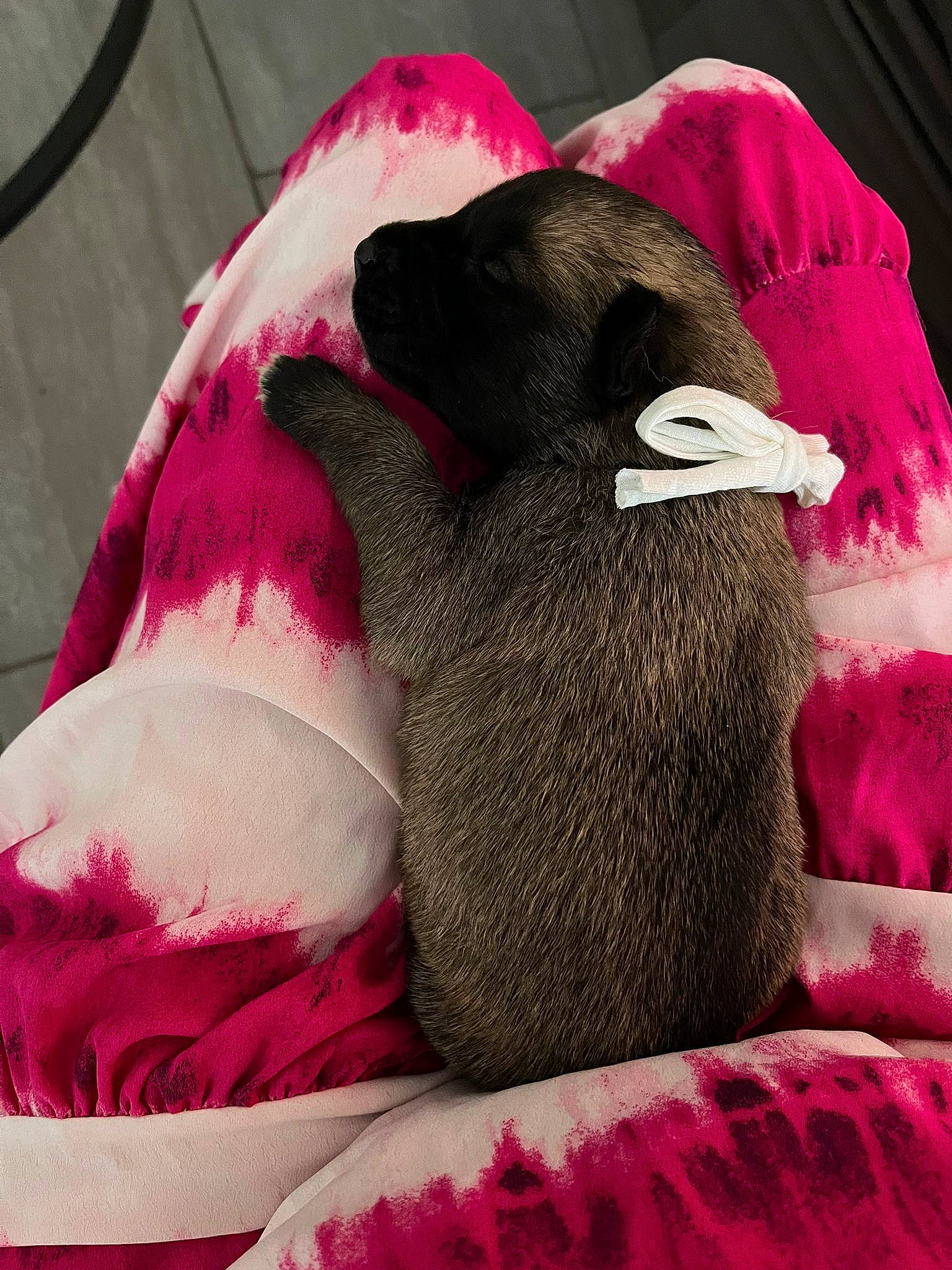 Vaiana a rejoint le concours — aidez-le/la à gagner de superbes lots ! canidae, carmine, cat_bed, comfort, companion_dog, dog_bed, dog_breed, fawn, fur, human_leg, linens, magenta, paw, pink, plush, snout, stuffed_toy, terrestrial_animal, whiskers, wool