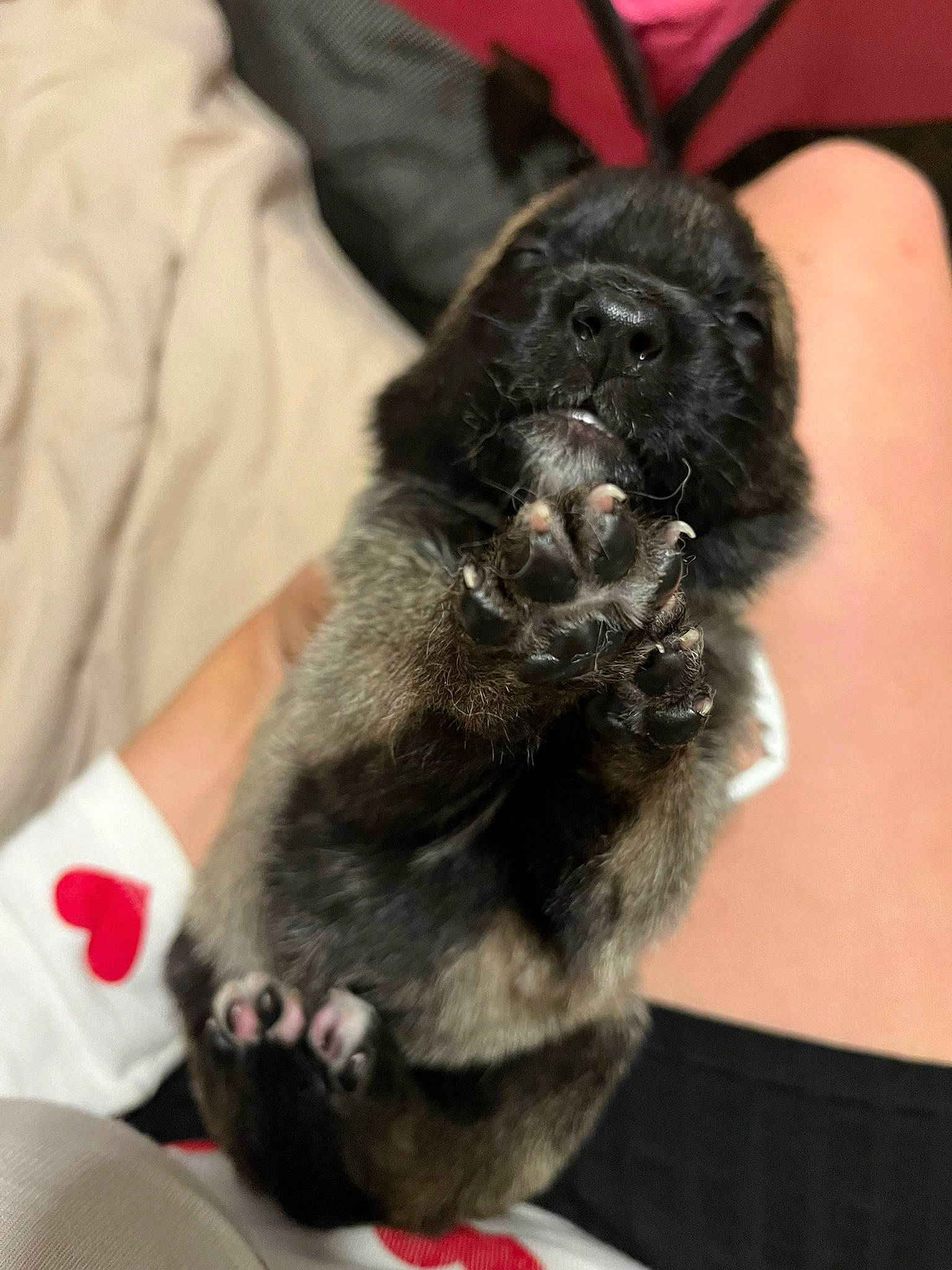 Vaiana participe au concours pour gagner de l'argent avec cette photo : carnivore, claw, comfort, companion_dog, dog, dog_breed, fawn, felidae, fur, liver, nail, paw, puppy, puppy_love, sporting_group, tail, terrier, toy_dog, whiskers, working_animal