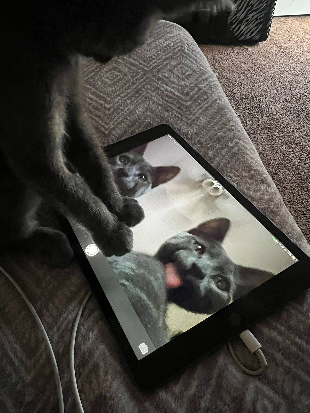 Haru joined the competition — help win amazing prizes! art, black, canidae, carnivore, comfort, companion_dog, couch, darkness, felidae, flooring, gadget, gesture, grey, human_leg, monochrome, monochrome_photography, room, small_to_medium_sized_cats, still_life_photography, whiskers