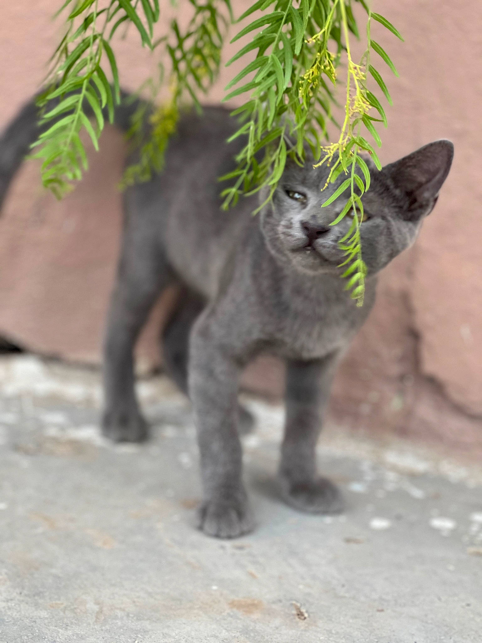 Haru joined the competition — help win amazing prizes! art, carnivore, cat, conifer, evergreen, fawn, felidae, grass, houseplant, lawn_ornament, plant, shrub, small_to_medium_sized_cats, snout, tail, terrestrial_animal, terrestrial_plant, toy, tree, whiskers