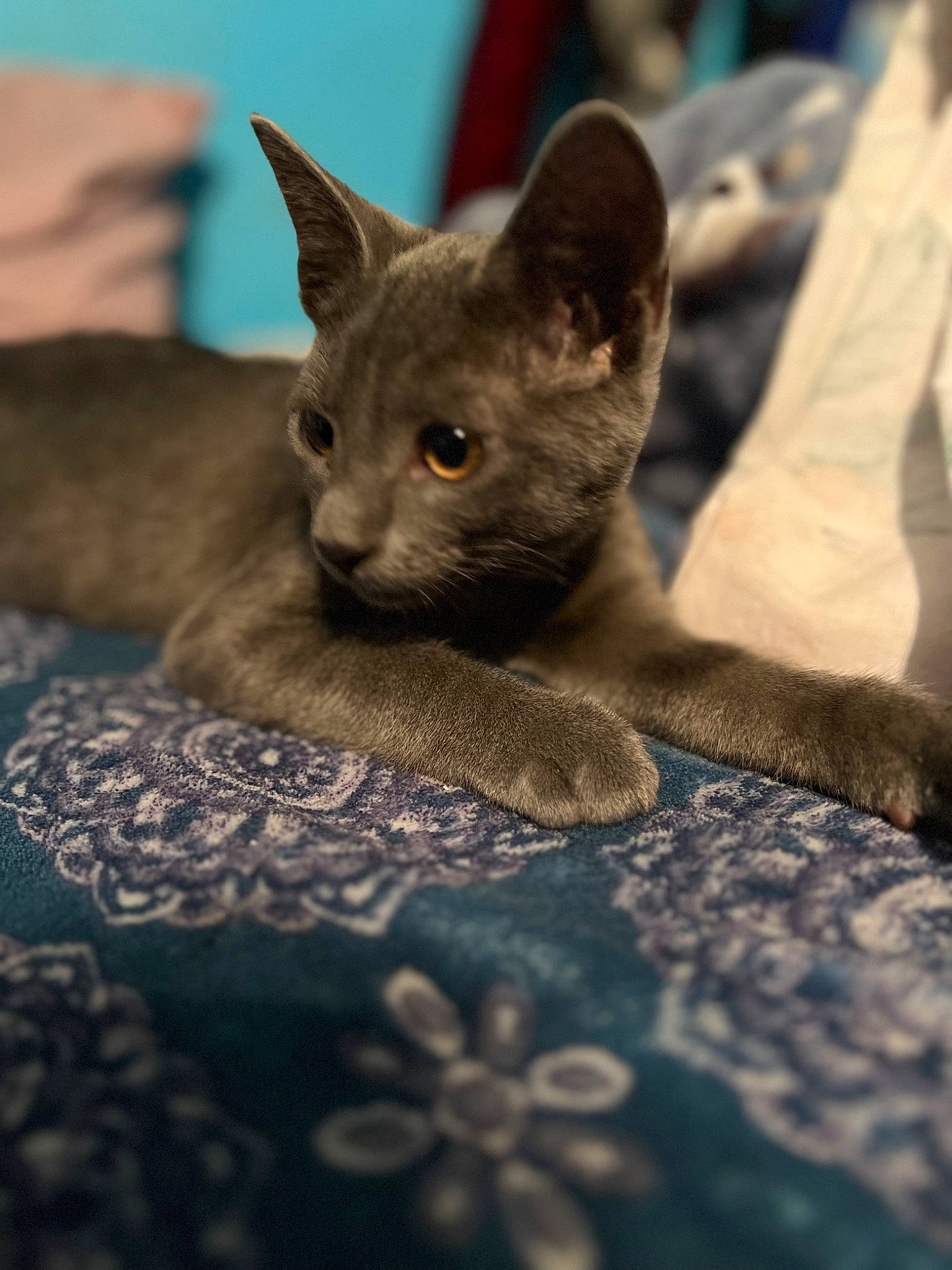 Haru is registered to the contest to win money with this photo: carnivore, cat, cat_supply, claw, comfort, domestic_short_haired_cat, felidae, fur, grey, linens, russian_blue, small_to_medium_sized_cats, snout, terrestrial_animal, whiskers, wildlife