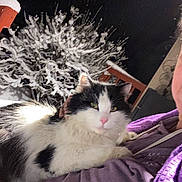 Oreo joined the competition — help win amazing prizes! cat, black_and_white_cat, pet, fluffy_fur, pink_nose, whiskers, snow, winter, night, tree, porch, human, partial_face, purple_clothing, jacket, close_up, outdoor, flash, cozy, portrait