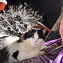 cat, black_and_white_cat, pet, fluffy_fur, pink_nose, whiskers, snow, winter, night, tree, porch, human, partial_face, purple_clothing, jacket, close_up, outdoor, flash, cozy, portrait