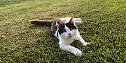Oreo is registered to the contest to win money with this photo: cat, grass, outdoor, pet, animal, feline, black_and_white, long_hair, laying, sunlight, lawn, ears, whiskers, paws, tail, portrait, backyard, relaxed, nature, summer
