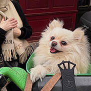 Charlotte participe au concours pour gagner de l'argent avec cette photo : animal, basket, black_jacket, cute, dog, door, fluffy, fur, green, hand, happy, leash, outdoor, person, pet, pomeranian, red_door, scarf, street, tongue_out