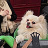 animal, basket, black_jacket, cute, dog, door, fluffy, fur, green, hand, happy, leash, outdoor, person, pet, pomeranian, red_door, scarf, street, tongue_out