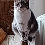 animal, cat, chair, curious, cushion, domestic, feline, floor, furniture, gray_and_white, heater, indoor, looking_at_camera, natural_light, pet, relaxed, sitting, tail, whiskers, window