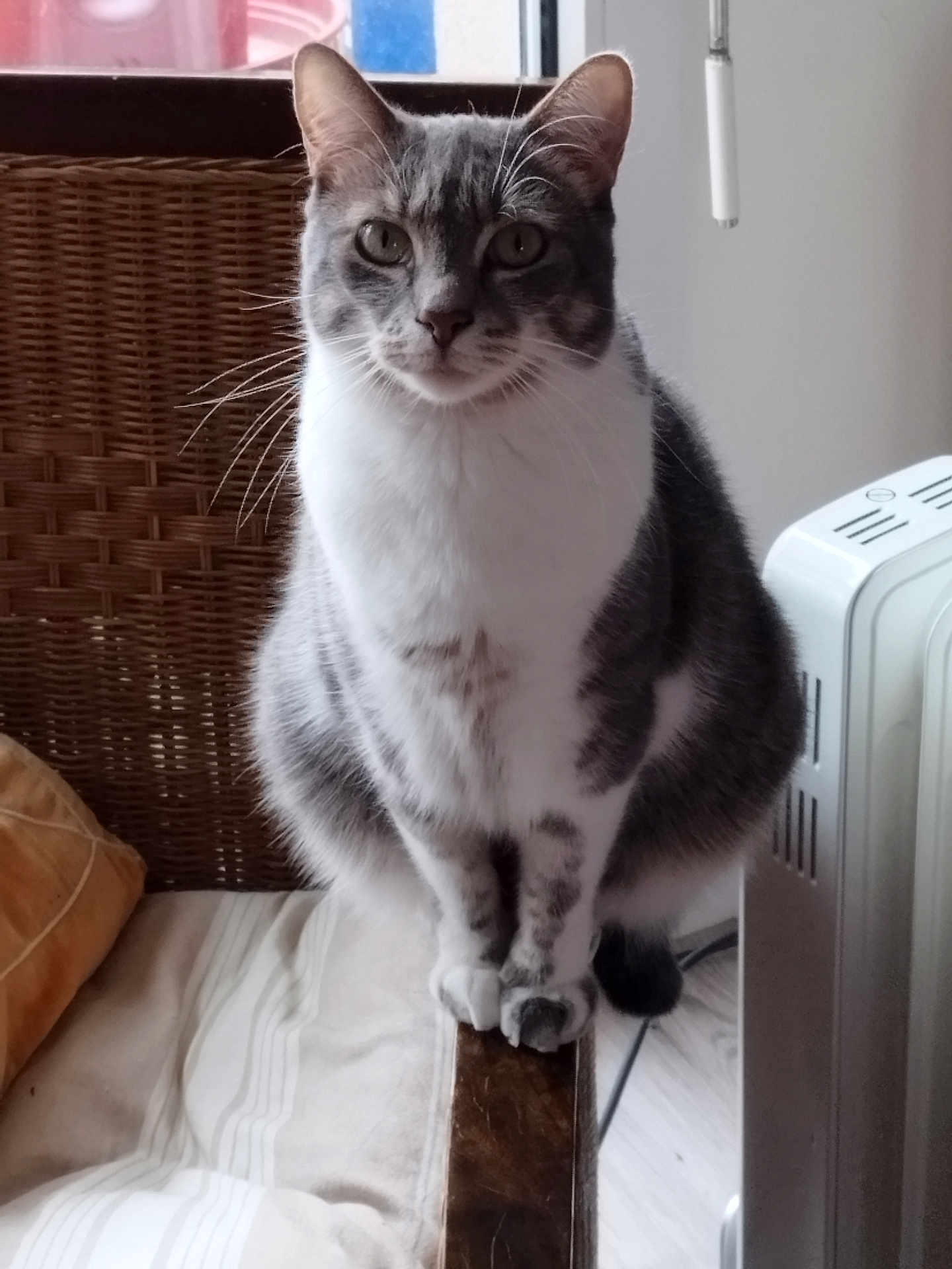 Gribouillette a rejoint le concours — aidez-le/la à gagner de superbes lots ! animal, cat, chair, curious, cushion, domestic, feline, floor, furniture, gray_and_white, heater, indoor, looking_at_camera, natural_light, pet, relaxed, sitting, tail, whiskers, window