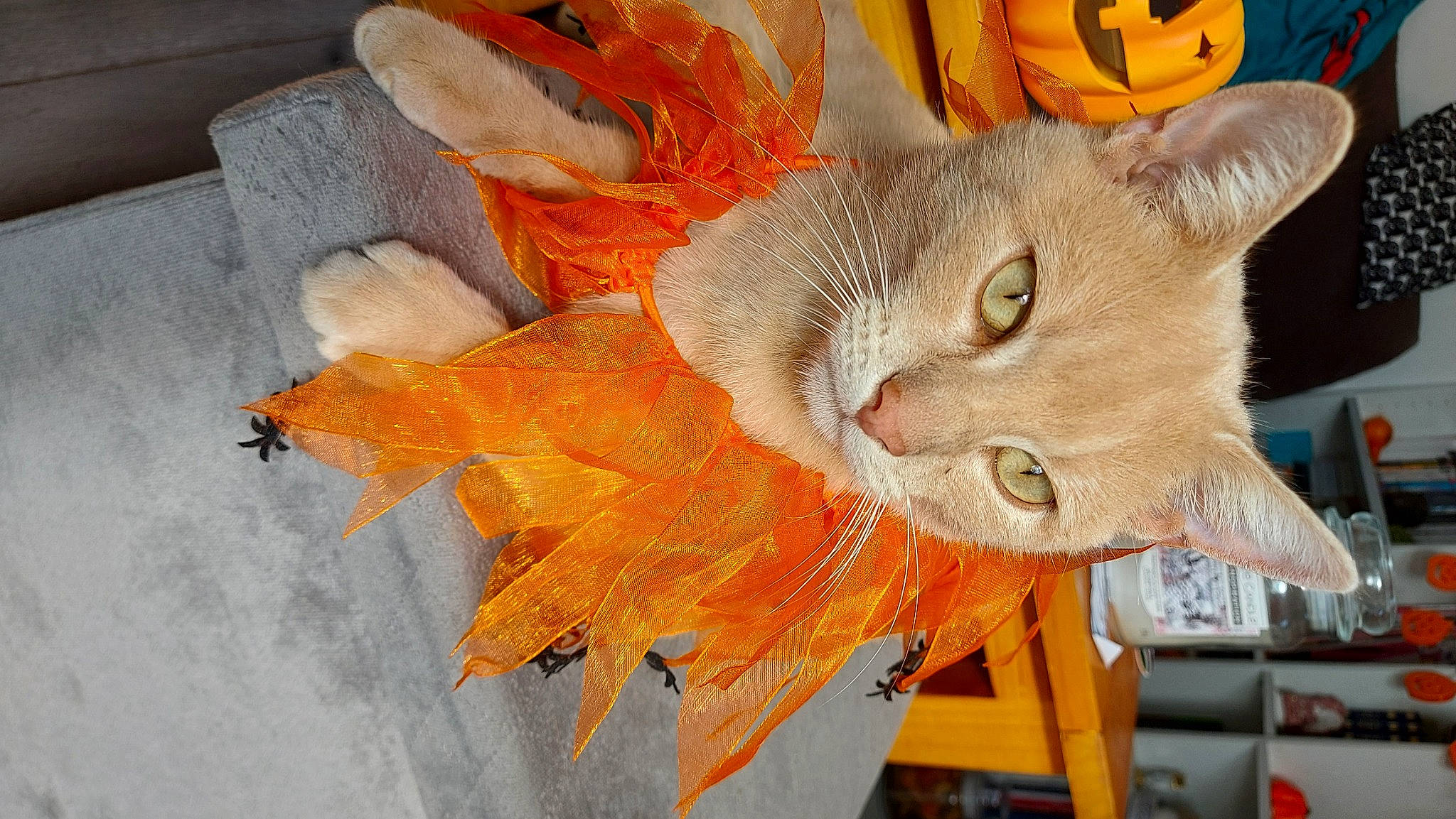 Miel participe au concours pour gagner de l'argent avec cette photo : calabaza, carnivore, cat, creative_arts, cucurbita, fawn, felidae, fruit, fur, hat, headgear, orange, plant, pumpkin, small_to_medium_sized_cats, tail, tree, vegetable, whiskers, yellow