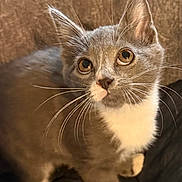 Petrie joined the competition — help win amazing prizes! kitten, cat, gray_cat, white_paws, white_chest, whiskers, curious, indoor, blanket, soft_fabric, pet, young_cat, cute, animal, feline, small_animal, looking_up, cozy, fur, domestic_cat