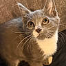 kitten, cat, gray_cat, white_paws, white_chest, whiskers, curious, indoor, blanket, soft_fabric, pet, young_cat, cute, animal, feline, small_animal, looking_up, cozy, fur, domestic_cat