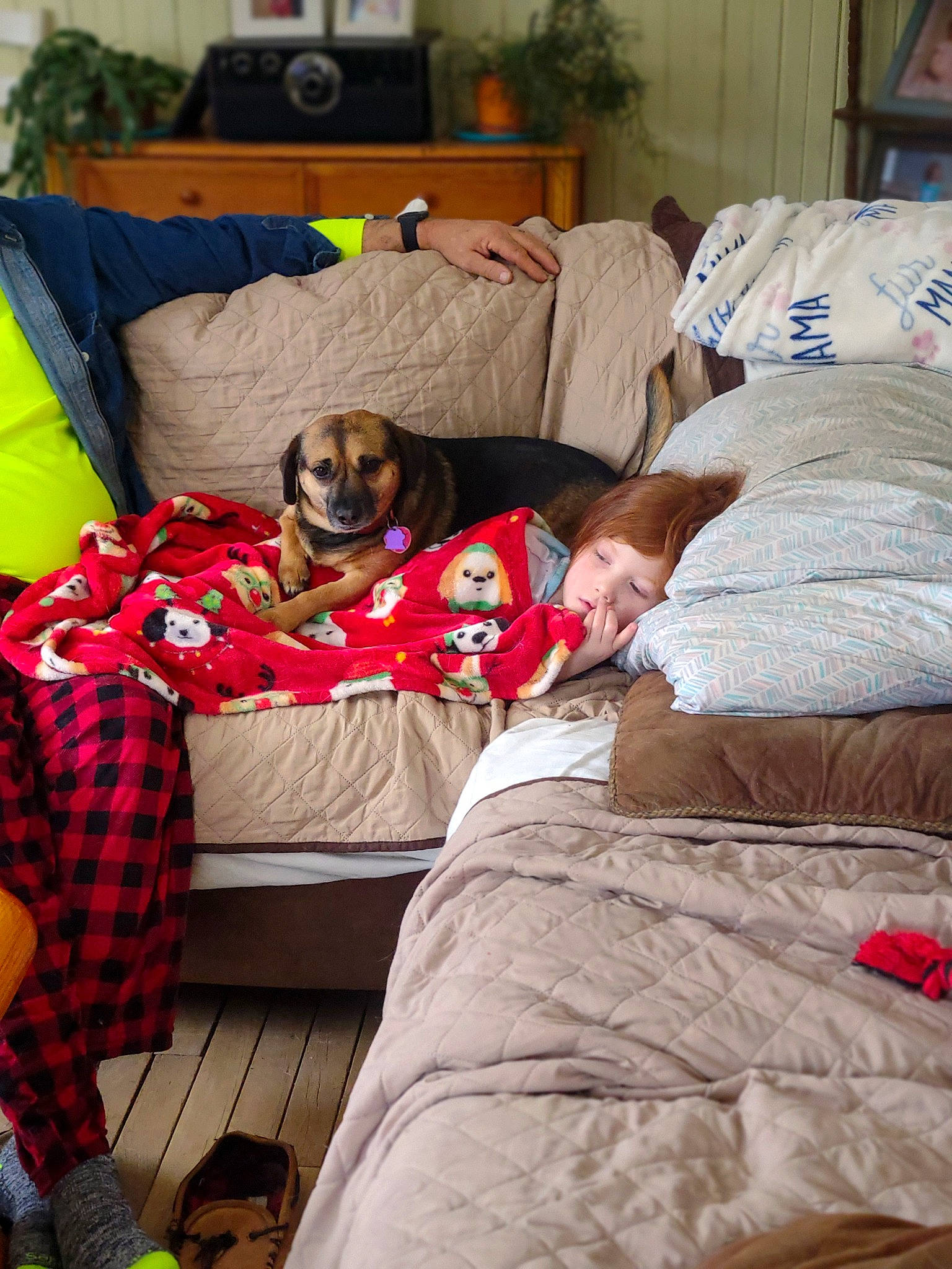 Little Man is registered to the contest to win money with this photo: carnivore, comfort, companion_dog, couch, dog, dog_breed, dog_supply, duvet, fawn, fur, home, linens, living_room, picture_frame, pillow, plaid, room, sporting_group, tartan, working_animal