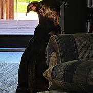 Ebony joined the competition — help win amazing prizes! dog, indoor, shadow, light, couch, door, glass, carpet, floor, pet, animal, sunlight, window, furniture, home, quiet, resting, brown, black, ears