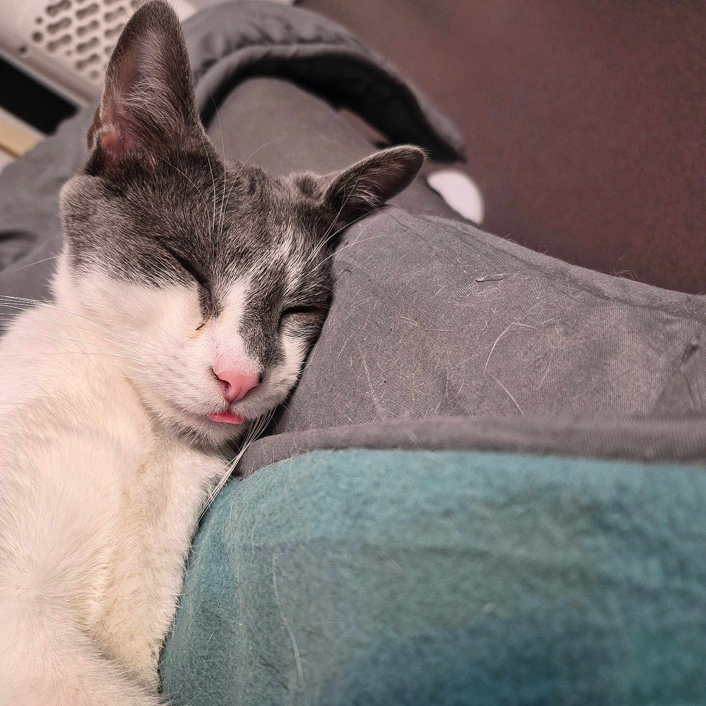 Volt participe au concours pour gagner de l'argent avec cette photo : cat, sleeping, tongue_out, blanket, cozy, indoor, pet, fur, relaxed, cute, close_up, whiskers, pink_nose, gray, white, soft, resting, snuggled, comfortable, domestic_animal