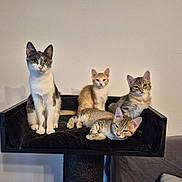 Volt participe au concours pour gagner de l'argent avec cette photo : cat, kitten, pets, feline, animal, indoor, resting, cat_tree, fur, cute, young_cat, multi_cat, domestic_cat, whiskers, ears, paws, sitting, lying_down, looking, home