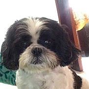 Gucci is registered to the contest to win money with this photo: dog, black_and_white, pet, fluffy, close_up, indoor, fur, animal, cute, companion, household, portrait, looking_at_camera, small_dog, shih_tzu, domestic_animal, face, whiskers, ears, sitting