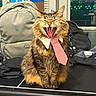 Jax is registered to the contest to win money with this photo: cat, tabby, tie, collar, yawning, indoor, table, backpack, window, reflection, person, fur, pet, animal, mouth_open, whiskers, ears, fur_pattern, domestic_cat, cute