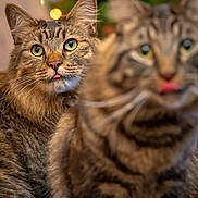 Jax is registered to the contest to win money with this photo: cat, tabby_cat, pets, animal, feline, tongue_out, green_eyes, blurred, focus, christmas_lights, holiday_decor, indoor, cute, whiskers, fur, portrait, closeup, two_cats, domestic_cat, playful