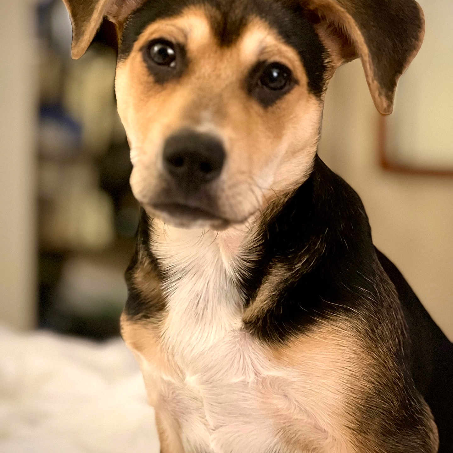 Fenrir joined the competition — help win amazing prizes! animal, appenzeller, beagle, canine, chihuahua, dog, germanshepherd, hound, husky, indoors, labradorretriever, pet, puppy, snout