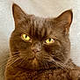 Muffin a rejoint le concours — aidez-le/la à gagner de superbes lots ! cat, close_up, brown_fur, yellow_eyes, whiskers, pet, animal, feline, portrait, indoor, face, fur, cute, looking, alert, domestic_cat, head, expression, mammal, whisker
