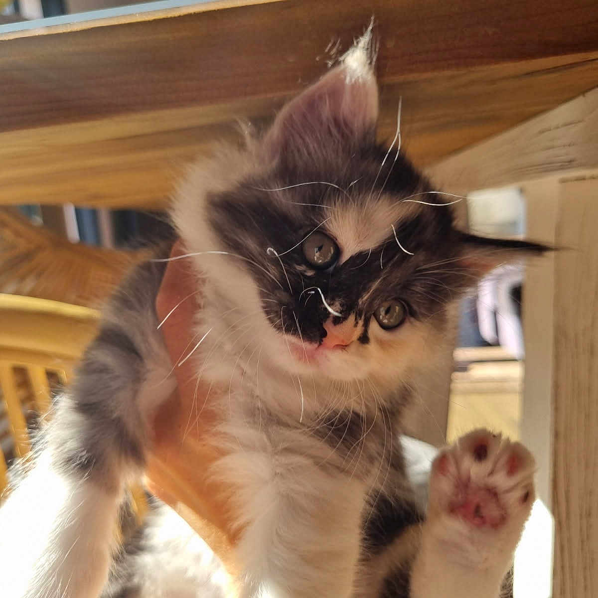 Aphrodite a rejoint le concours — aidez-le/la à gagner de superbes lots ! animal, cat, cute, domestic, eyes, feline, fur, hand, holding, indoor, kitten, mammal, paw, pet, playful, sunlight, table, whiskers, wood, young