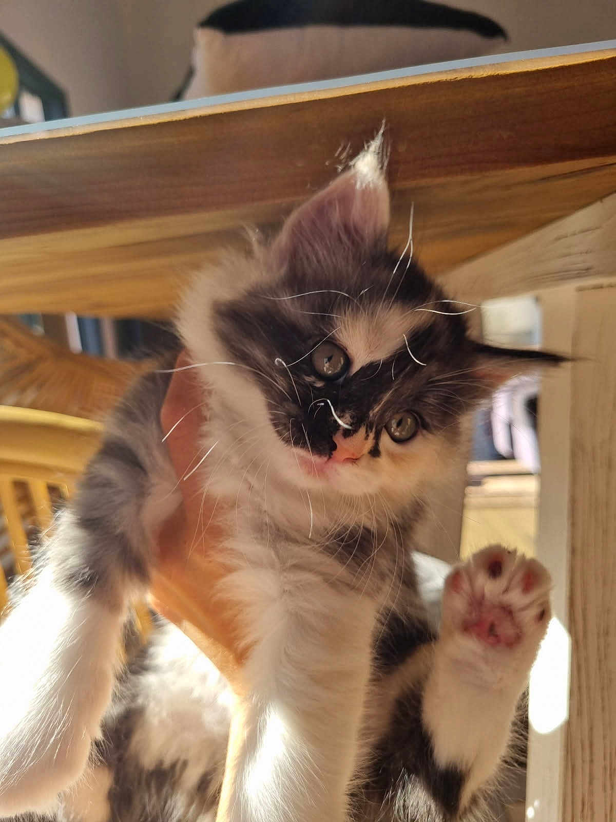 Aphrodite a rejoint le concours — aidez-le/la à gagner de superbes lots ! kitten, cat, animal, pet, fur, paw, whiskers, eyes, hand, holding, indoor, table, wood, sunlight, cute, young, feline, mammal, playful, domestic